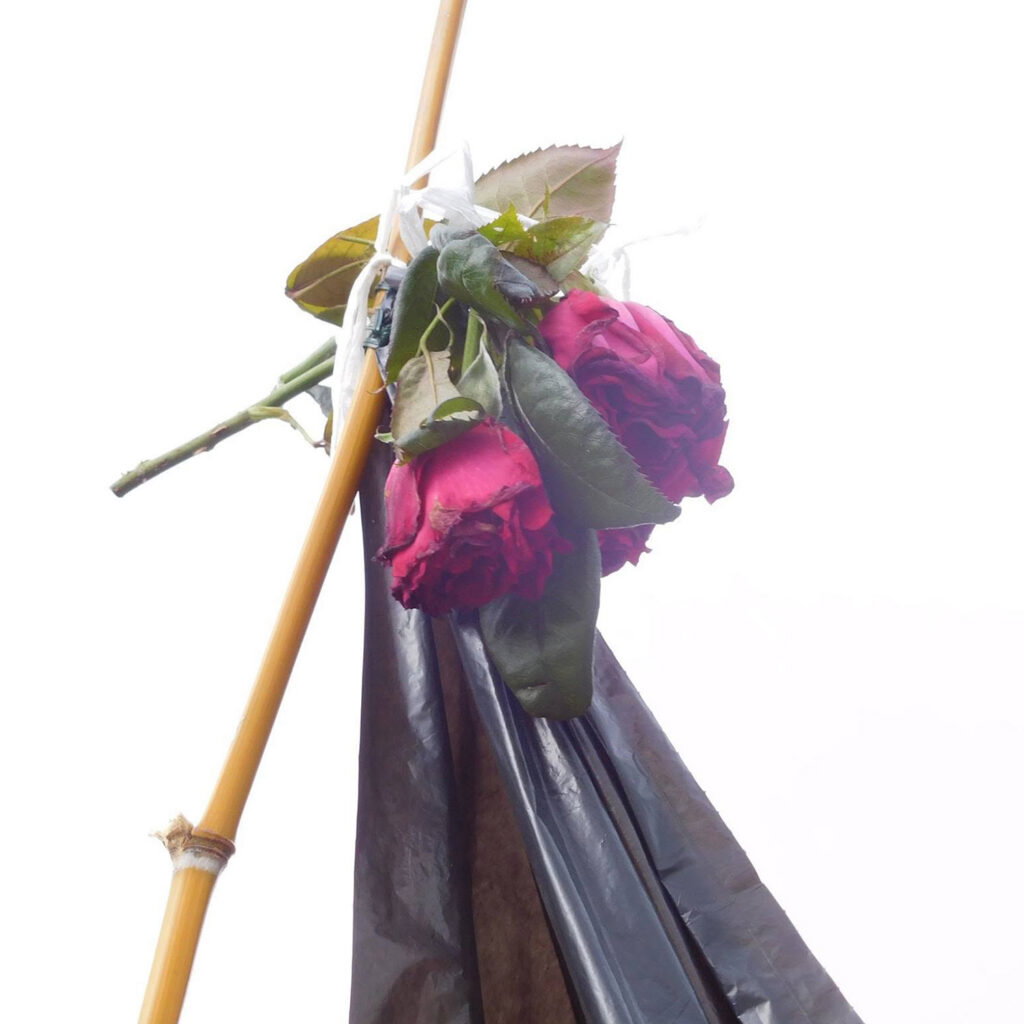 Rosas vermelhas da Inglaterra