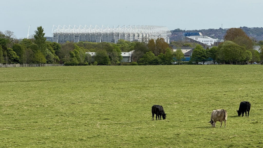 St James' Park Little Moor Cows